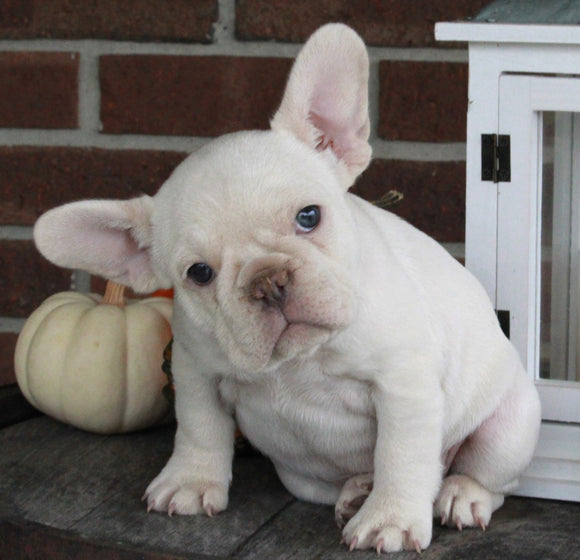 AKC Registered French Bulldog For Sale Wooster OH Female-Snow