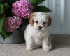 Shih-Poo For Sale Dundee OH Male-Cooper