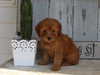 AKC Registered Toy Poodle For Sale Millersburg OH Male-Teddy