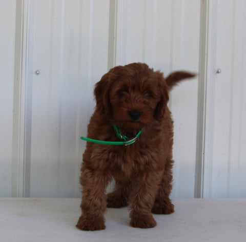 Mini Goldendoodle For Sale Wooster OH Female-Bailey