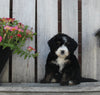 Mini Bernedoodle For Sale Sugarcreek OH Male-Marco