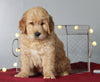AKC Registered Golden Retriever For Sale Holmesville, OH Male- Tom