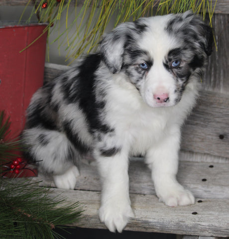 Australian Shepherd For Sale Shreve OH Male-Blueberry Cupcake