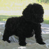 Cockapoo For Sale Dundee OH Male-Jackson