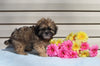 Shih-poo For Sale Warsaw OH Male Kennedy