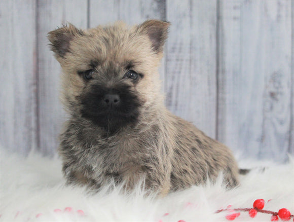 AKC Registered Cairn Terrier For Sale Millersburg, OH Male- Rocky