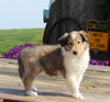 Collie Lassie For Sale Fredericksburg OH Male-Grant