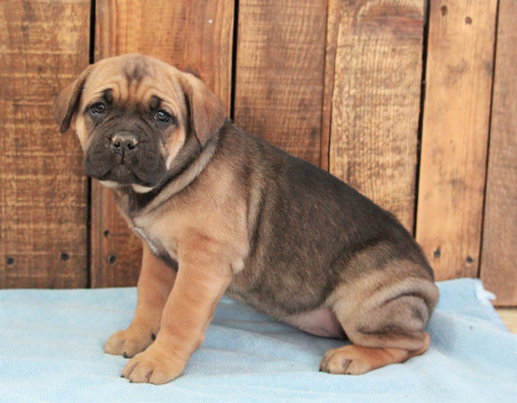 AKC Registered Cane Corso For Sale Wooster, OH Female- Stella