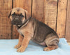 AKC Registered Cane Corso For Sale Wooster, OH Female- Stella