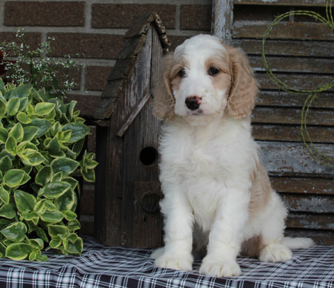 Medium F1BB Goldendoodle For Sale Millersburg OH Male-Duke