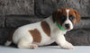 Jack Russel For Sale Millersburg OH Male-Asher