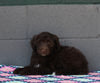 AKC Registered Portuguese Water Dog For Sale Fredricksburg OH Female-Evie