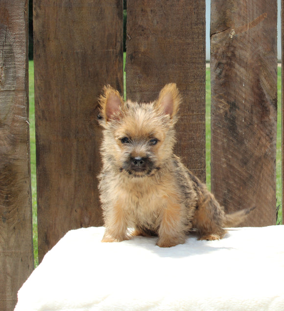 AKC Registered Cairn Terrier For Sale Millersburg OH -Male Weston