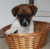 Jack Russel For Sale Fredericksburg OH Male-Duke