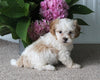 Shih-Poo For Sale Dundee OH Male-Cooper