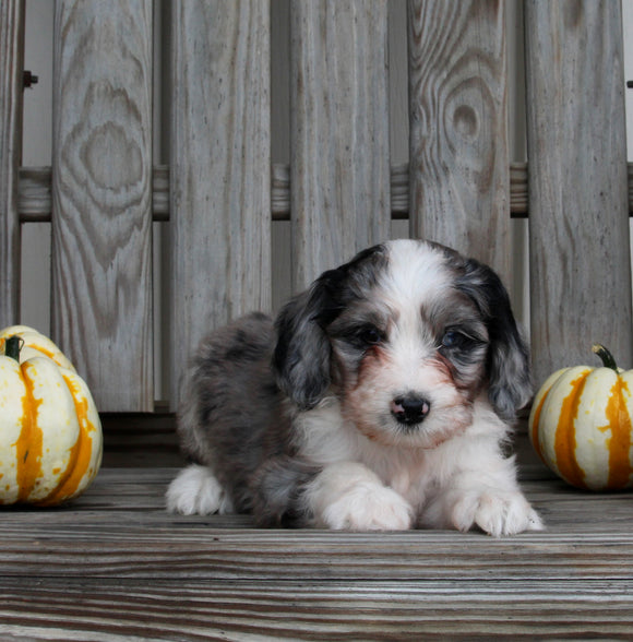 Aussiedoodle For Sale Millersburg OH Female-Jewel