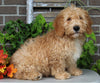 F1BB Mini Labradoodle For Sale Millersburg OH Male-Elmo