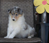 Collie Lassie For Sale Fredricksburg OH Male-Rowdy