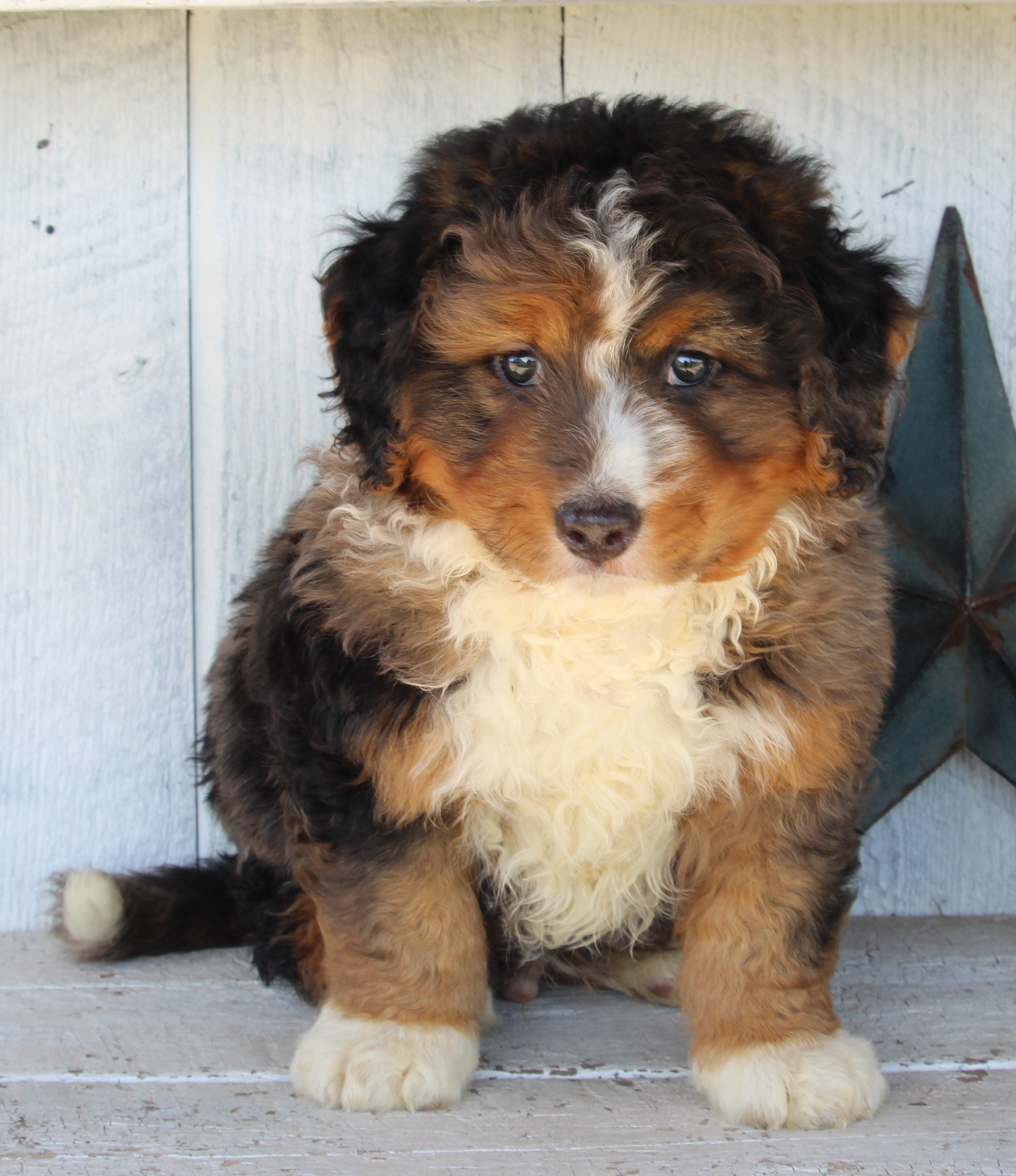 Mini Bernedoodle For Sale Millersburg OH MaleBrady AC Puppies LLC