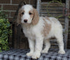 Medium F1BB Goldendoodle For Sale Millersburg OH Male-Duke