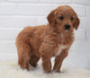 Goldendoodle (Standard) For Sale Dundee, OH Female- Shiloh