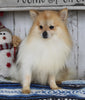 ACA Registered Pomeranian For Sale Millersburg OH Male-Tucker