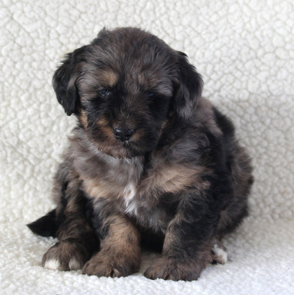 Bernedoodle For Sale Dundee OH Female-Addy