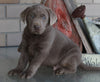 AKC Registered Labrador Retriever Silver For Sale Sugarcreek OH Male-Gabe