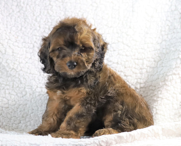 Cockapoo F1B For Sale Sugarcreek, OH Female- Mae