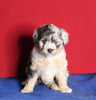 Mini Aussiedoodle For Sale Millersburg OH Female-Kaya