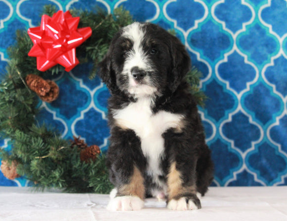 Bernedoodle (Standard) For Sale Sugarcreek, OH Male- Rambo