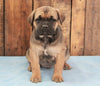 AKC Registered Cane Corso For Sale Wooster, OH Female- Stella