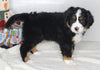 AKC Registered Bernese Mountain Dog For Sale Millersburg OH Male-Benji