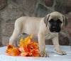 AKC Registered Cane Corso For Sale Wooster OH Female-Diva