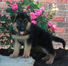 AKC Registered German Shepherd For Sale Millersburg OH Female-Renita
