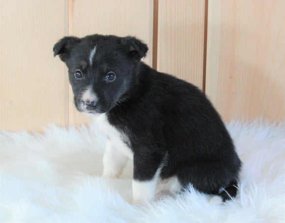 German Shepherd/ Siberian Husky Mix For Sale Millersburg, OH Female- Nova