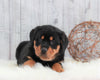 AKC Registered Rottweiler For Sale Holmesville, OH Male- Ace