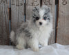 Pomeranian For Sale Wooster, OH Female- Bella