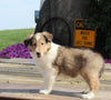 Collie Lassie For Sale Fredericksburg OH Male-Grant