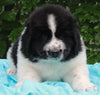 AKC Newfoundland For Sale Millersburg OH -Male Elvis