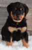 AKC Registered Rottweiler For Sale Applecreek OH-Male Mason