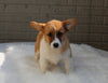 Pembroke Welch Corgi For Sale Millersburg OH Male-Waylon