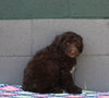 AKC Registered Portuguese Water Dog For Sale Fredricksburg OH Female-Evie