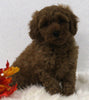 Cavapoo For Sale Holmesville OH Male-Buster
