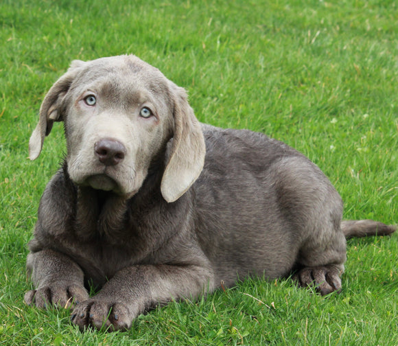 AKC Registered Silver Labrador Retreiver For Sale Sugarcreek OH Male-Max