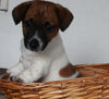 Jack Russel For Sale Fredericksburg OH Male-Duke