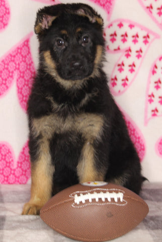 AKC Registered German Shepherd For Sale Millersburg OH Female-Mia