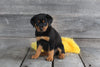 AKC Registered Rottweiler For Sale Applecreek OH Female-Sage