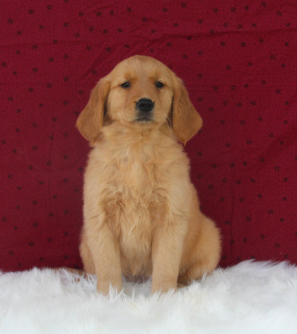 AKC Registered Golden Retriever For Sale Fredericksburg OH Female-Hanna