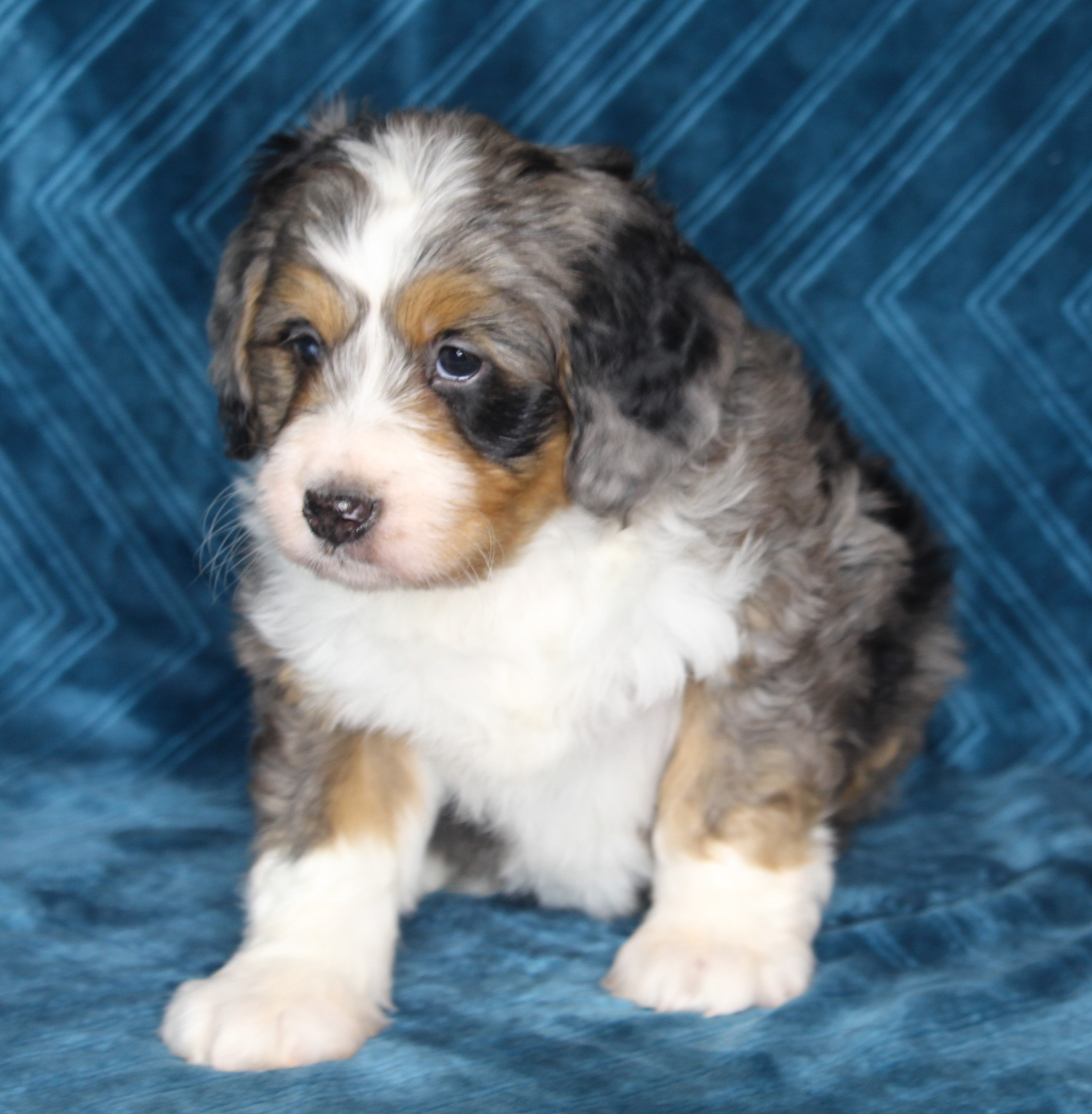 Mini Bernedoodle For Sale Dundee OH Female-Daisy – AC Puppies LLC